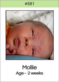 581_mollie