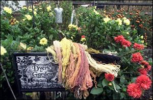 Flowers from Mrs. Cayton's Dyer's Garden at the 577 Foundation in Perrysburg provide color to dye yarn for garments.