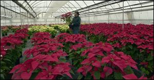 Pedro Martinez, an employee at Dennis Greenhouse on Hill Avenue, checks out a poinsettia plant.