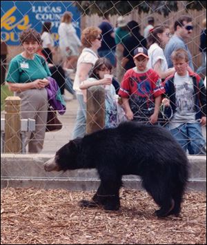 A sloth bear is exhibited at the Toledo Zoo in 1997. A female sloth bear was found dead by its keeper at the zoo on Monday.