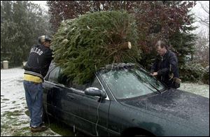 Bill Cook of The Farm helps load a fresh tree for the trip home. 