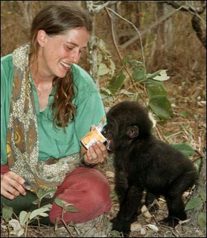 Every afternoon when Belinga comes home from playing in the forest with the other gorillas, Liz Pearson gives her a cup of yogurt.