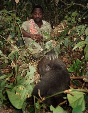 Camille Moukala watches one of the young gorillas forage for tasty shoots. Like most people, he was frightened of the gorillas at first.