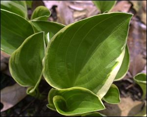 Diamond tiara hosta has white edges on its wide leaves and grows well in shade.