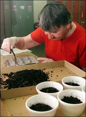 Mary Ann Presock sorts and separates the worms. Some of Riverview's 130 employees have spent the last 11/2 years helping to feed and water the worms.