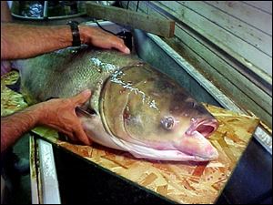 This bighead carp, measuring 48 inches and weighing 47 pounds, was caught by Bruce Genovese on the Ohio River.
