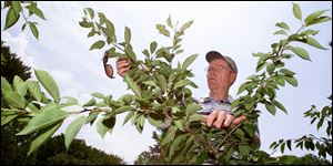 Dr. Reginald Noble checks on one of the cherry saplings at the Schedel Arboretum and Gardens in Elmore.