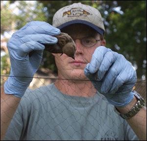 Tim Driver has captured and drawn blook to test for West Nile virus from hundreds of birds.