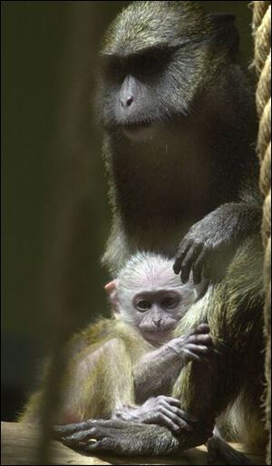 the Toledo Zoo's first baby swamp monkey born into captivity clings to her mother Maxine at the primate forest exhibit at the Toledo Zoo. Dutton CTY zoo10p AUG 20 2001