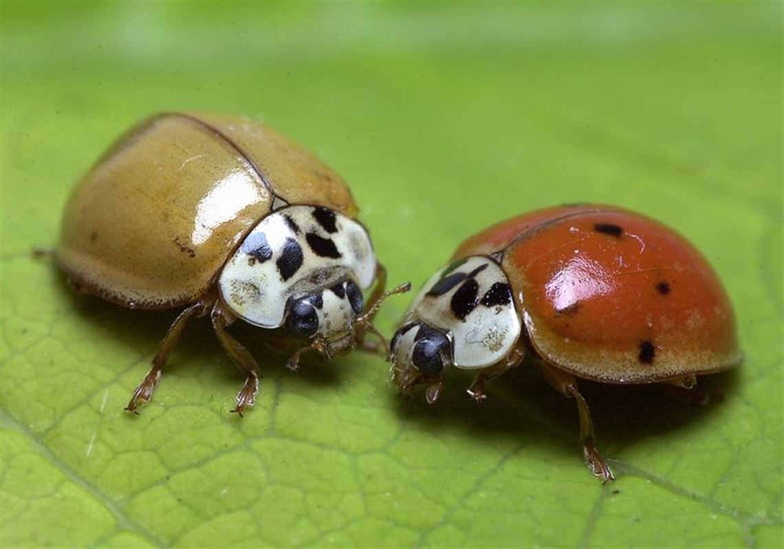 A species of ladybug known as the multicolored Asian lady beetle, which was introduced in the southern United States to control aphids, has since spread throughout much of the country. Experts recommend pesticides only as a last resort to get rid of them.