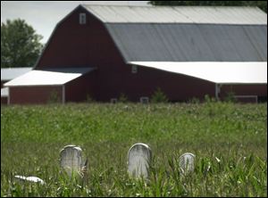 Weather headstones appear to rise from the cornfield as Hineline Cemetery emerges from among the stalks.