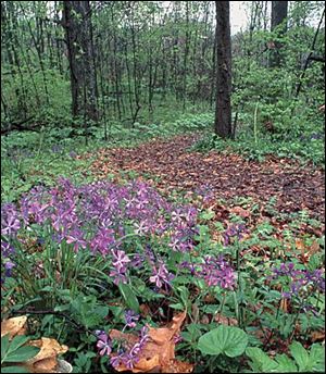 Wildflowers are plentiful along the miles of hiking trails in the park.