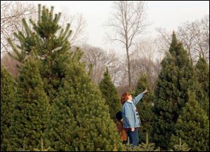 Betsy Hasselbach looks at Christmas trees with her son Roy, 7, at Miller's Nursery in Fremont.
