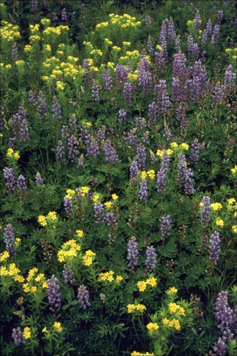 Digging into plant names Toledo Blade