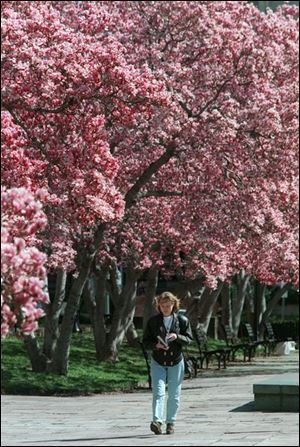Magnolia trees, such as these in Washington, bloom with huge flowers in spring.