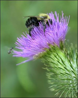A bumblebee searches for nectar on a thistle at Swan Creek preserve Metropark.