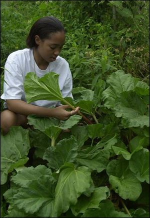 Brittney Williams, educator assistant at Toledo Botanical Garden, harvests rhubarb in the Pioneer Garden.