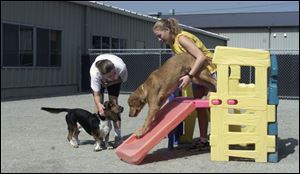 In the exercise yard, Maria Ramon, left, and Kady Flowers assist guests Colonel and Holly, respectively, with the playground equipment.