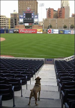 Fischer, owned by former Mud Hens pitcher Mike Maroth, surveys Fifth Third Field, where dogs are welcome Aug. 20 in a fund-raiser for the Humane Society.