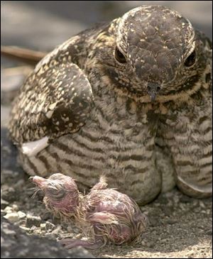 The baby common nighthawk emerges from under its mother at St. Charles Borromeo Church.