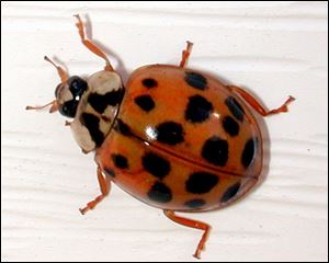 Asian lady beetles range from orange to red. Some have spots, and some don't.