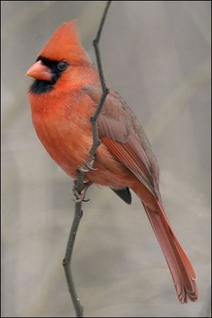 Cardinals still like sunflower seeds, finely cracked corn, millet, and safflower.