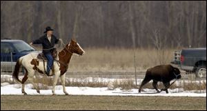 Randy Johnson tries to get a rope on 5-month-old Josie, his rodeo trainee who hopped from a trailer and took off.