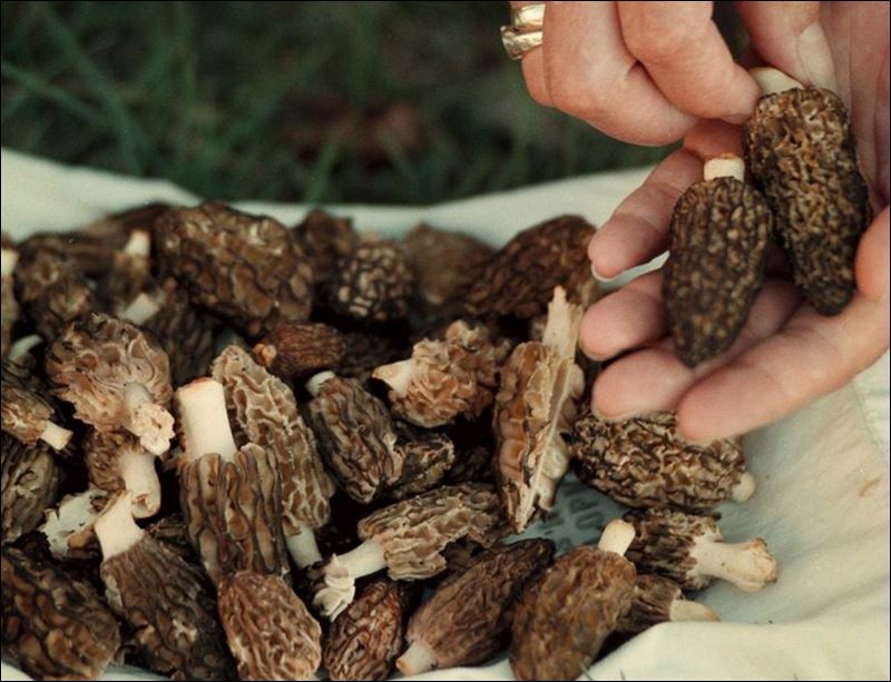 Make sure mushrooms are edible Toledo Blade
