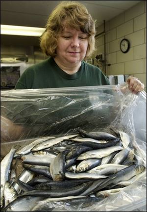 `People, I think, sometimes forget that these animals eat too, and it's not like we give them all a big bowl of dog food,' said zoo commissary steward Beverly Schoonover, with herring that will be fed to some of them.