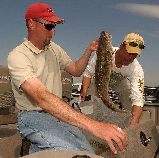 Walleye-anglers-are-hooked-on-Lake-Erie-2