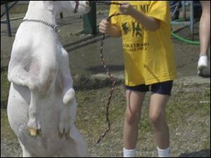 Cassidy Williams, 6, of Continental struggles with a cousin's goat at the Putnam County Fair. The fair, one of the first of the season, opened yesterday in Ottawa.