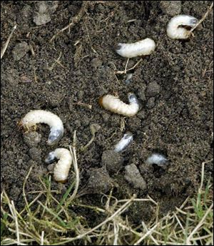 Grubs spend much of their time near the soil line.