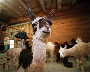 Alpacas like Sophie, at the Clair farm in Whitehouse, can suffer health problems if they ingest salino-mycin, which was in the feed manufactured by Land O'Lakes, Inc., and its subsidiaries at a plant in Massil- lon, Ohio, the lawsuit claims.