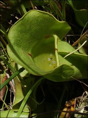 Spongy soil provides the perfect nutrients for species like this pitcher plant. 