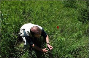 Doug Pearsall of the Nature Conservancy's Michigan chapter studies the vegetation at the Grand River Fen.