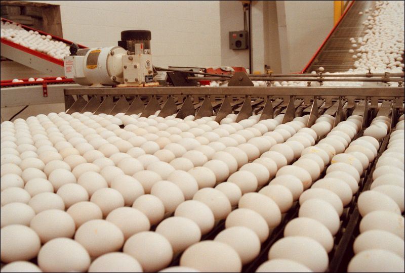 Citizens' efforts scramble Ohio's mega egg farm Toledo Blade