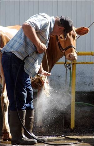 Wayne DeForest of Ann Arbor washes a heifer at the Hillsdale County Fair. Admission to the fair, which runs through Saturday, is $4 for adults and $1 for children 10 and older.