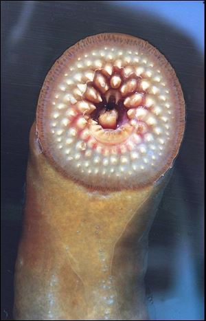 A vampire-like sea lamprey attached to a piece of glass exposes the teeth it uses to penetrate the scales and skin of a fish in its quest for blood. Sea lampreys, which began entering Lake Ontario in the early 1800s, have virtually wiped out lake trout.