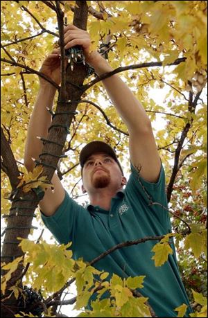 ROV October 9, 2003 - Josh Cedoz hangs lights in a tree near the Broadway entrance of the Toledo Zoo in preparation for the Lights Before Christmas display which opens November 14.  Blade photo by Dave Zapotosky