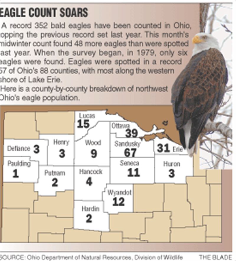 More eagles spread wings across Ohio, survey shows Toledo Blade