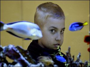 ROV January 28, 2004 - Andrew McCray, 9, a third grader at St. Agnes school, took advantage of a weather related day-off from school by visiting the downtown Toledo-Lucas County Public Library where he checked out the aquarium in the children's library.  Blade photo by Dave Zapotosky