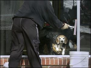 ROV DOGGIE IN THE WINDOW 2/18/04 BY LORI KING This doggie in the window is not for sale, because Norton, an 11-year-old beagle, belongs to Chris Sell, who is cleaning the windows at her 131st Street home in Point Place in preparation for spring.