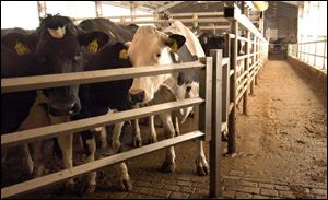 The Manders Dairy farm near Weston in Wood County, with more than 600 cows, began operations in June, 2002.