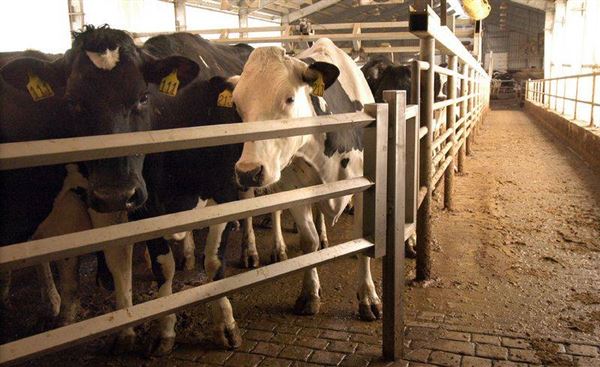 Dairy Farms Stir Debate The Blade