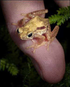 A Kihansi spray toad, one of 24 at the Toledo Zoo and 74 in captivity in the world, rests atop Tim Herman s finger.