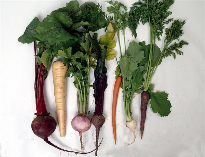 Root, root, root for these veggies! Toledo Blade
