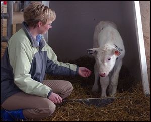 Ada Van de Kolk visits a newborn calf at her family's new 600-cow dairy farm in Fulton County's Chesterfield Township.
