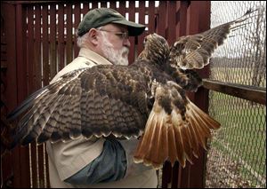 Ron Bowerman moves a red-tailed hawk at his home in Van Buren, Ohio.