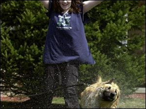 ROV HAIR SPRAY 4/7/04 PHOTO BY LORI KING Sylvania resident Kelsey Lowden, 13, reacts to being sprayed by her dog, Molly, who was just given a bath in Kelsey's Deepwood Dr. driveway. It was Molly's first outside bath of the season.
