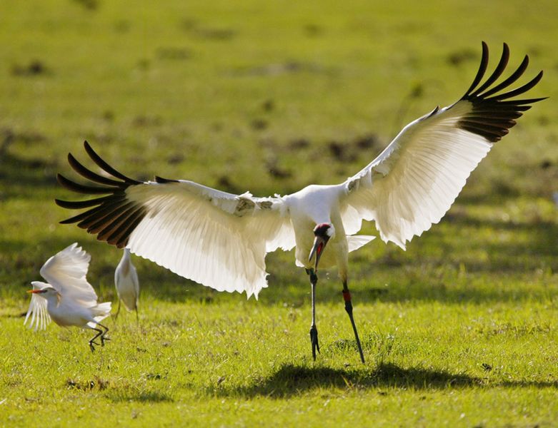 Rare cranes visit Ohio The Blade